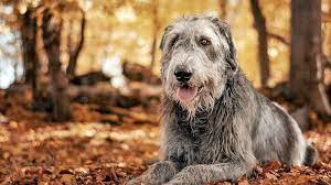 Lobero Irlandés: Descubriendo el encanto y la majestuosidad de la raza canina más grande del mundo