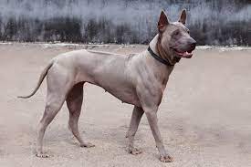 Descubriendo la Raza Exótica: Todo lo que Necesitas Saber sobre el Thai Ridgeback