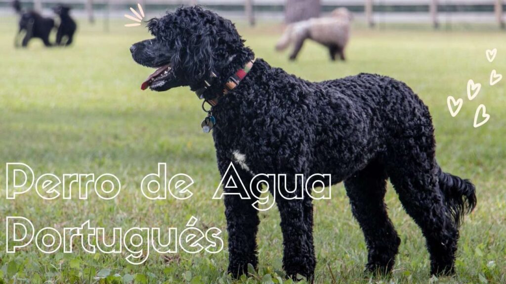 Descubriendo al Perro de Agua Portugués: Características, Cuidados y Consejos para su Adiestramiento Descubriendo al Perro de Agua Portugués: Características, Cuidados y Consejos para su Adiestramiento