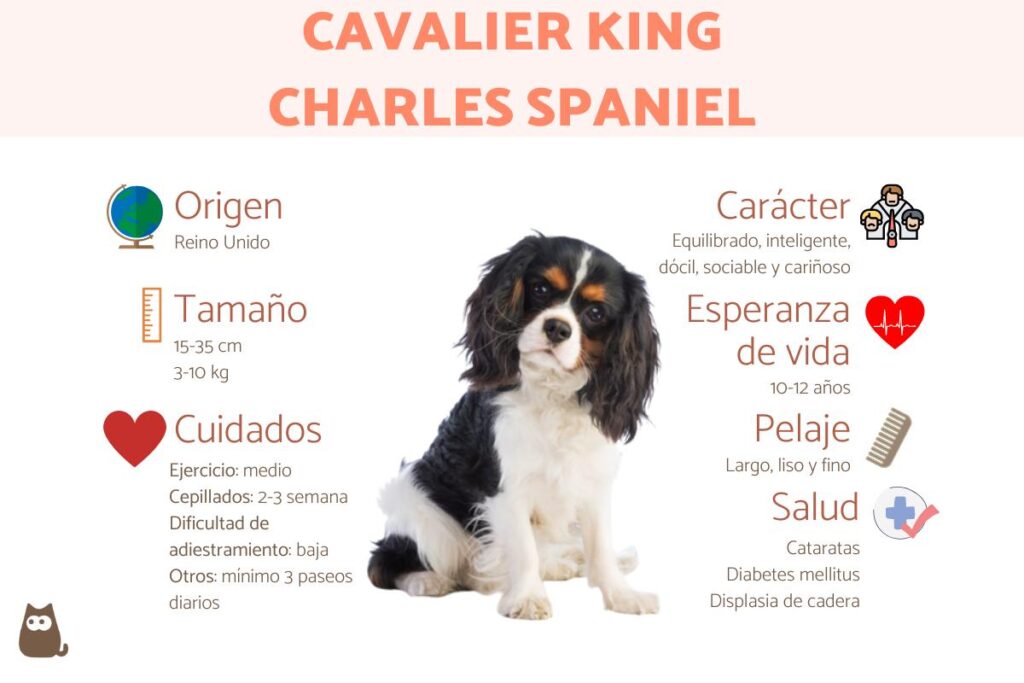 Descubriendo la Raza Cavalier King Charles Spaniel: Características, Cuidados y Más Descubriendo la Raza Cavalier King Charles Spaniel: Características, Cuidados y Más
