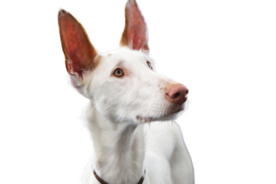 El Podenco Ibicenco: Descubriendo la Elegancia y Lealtad de esta Majestuosa Raza Canina