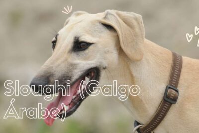 El Sloughi: Descubriendo la Elegancia y Agilidad del Lebrel Árabe