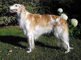 Descubriendo la Raza Borzoi: Elegancia y Agilidad en un Solo Perro