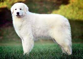 Kuvasz: Conociendo al Majestuoso Guardián Húngaro