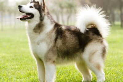 Todo lo que Necesitas Saber sobre la Majestuosa Raza de Perros Alaskan Malamute