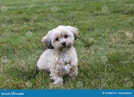 Morkie: Un Descubrimiento Profundo en la Encantadora Raza Híbrida del Yorkshire Terrier y el Maltés