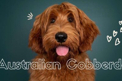 Descubriendo la Raza Australian Cobberdog: Características, Cuidados y Consejos para su Adiestramiento