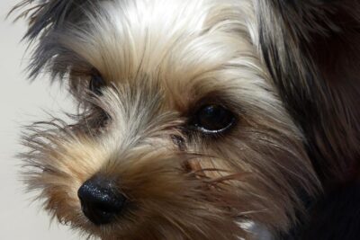 Yorkie Poo: Una Mirada Profunda a la Fascinante Mezcla de Yorkshire Terrier y Poodle