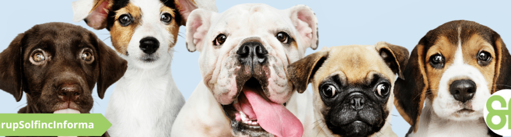Seguro obligatorio de responsabilidad civil para perros Albuñol Seguro obligatorio de responsabilidad civil para perros Albuñol