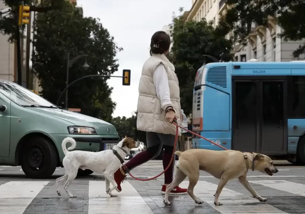 Seguro obligatorio de responsabilidad civil para perros Alcolea del Río Seguro obligatorio de responsabilidad civil para perros Alcolea del Río