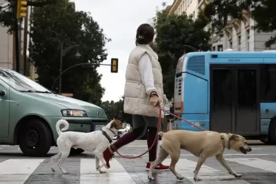 Seguro obligatorio de responsabilidad civil para perros Alhaurín de la Torre