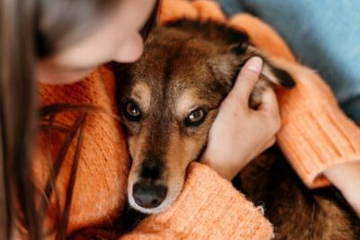 Seguro obligatorio de responsabilidad civil para perros Arboleas