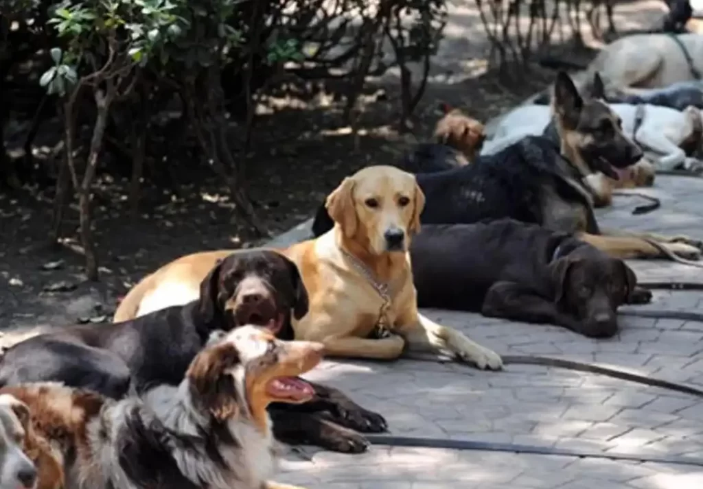 Seguro obligatorio de responsabilidad civil para perros Ardales Seguro obligatorio de responsabilidad civil para perros Ardales