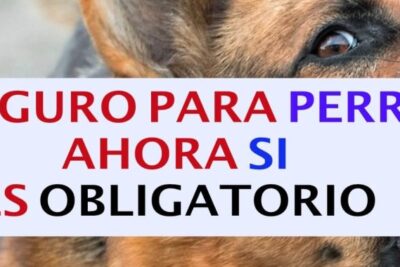 Seguro obligatorio de responsabilidad civil para perros Bacares