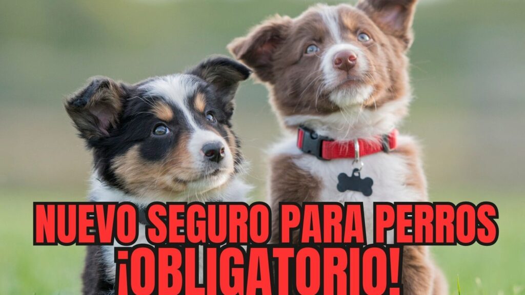Seguro obligatorio de responsabilidad civil para perros Badajoz Seguro obligatorio de responsabilidad civil para perros Badajoz