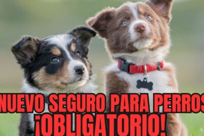 Seguro obligatorio de responsabilidad civil para perros Cuenca