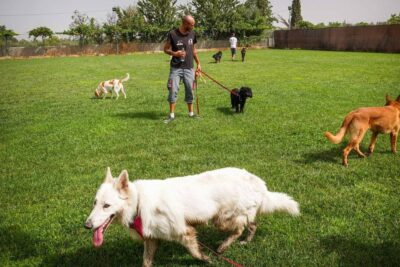 Seguro obligatorio de responsabilidad civil para perros Granada