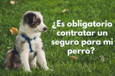 Seguro obligatorio de responsabilidad civil para perros Guadalajara