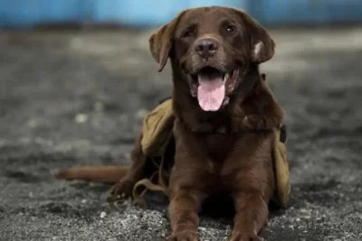 Seguro obligatorio de responsabilidad civil para perros Jaén