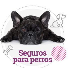 Seguro obligatorio de responsabilidad civil para perros Lérida Seguro obligatorio de responsabilidad civil para perros Lérida