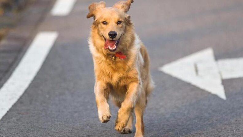 Seguro obligatorio de responsabilidad civil para perros Palma de Mallorca Seguro obligatorio de responsabilidad civil para perros Palma de Mallorca