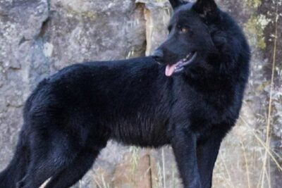 Calupoh: Conoce la Fascinante Historia y Características del Perro Lobo Mexicano