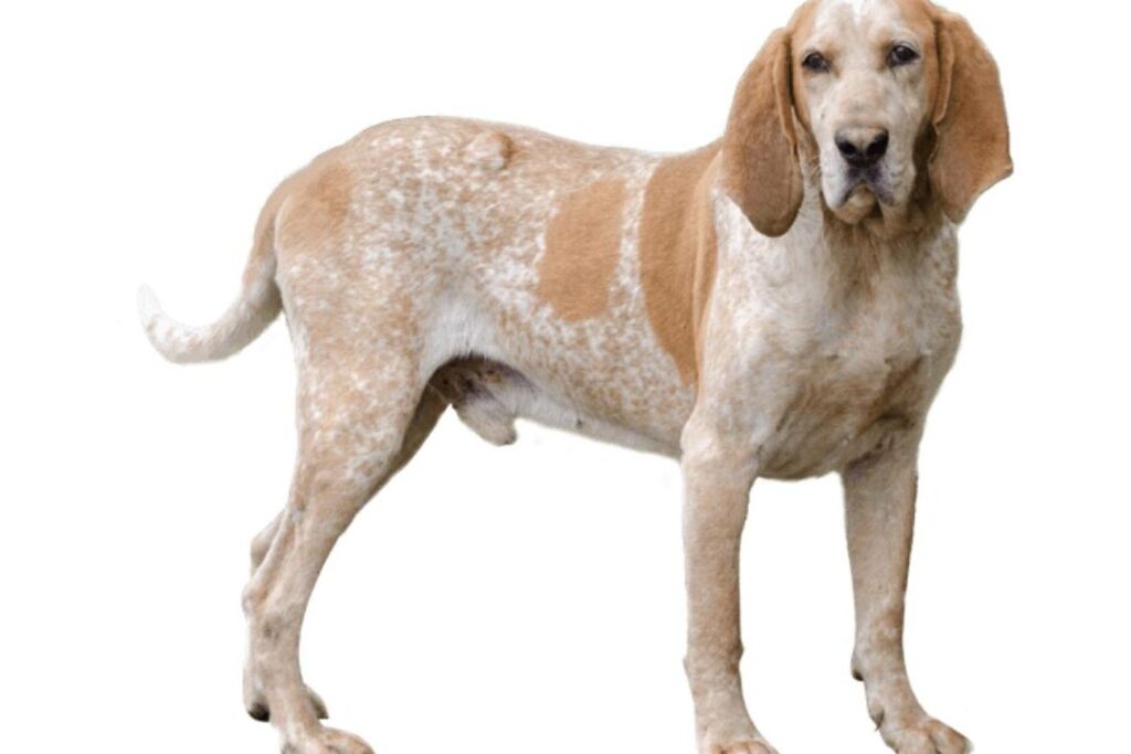 Conoce a fondo al American English Coonhound: la raza de perro de rastreo originaria de Estados Unidos Conoce a fondo al American English Coonhound: la raza de perro de rastreo originaria de Estados Unidos