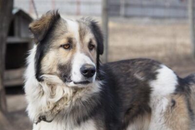 Descubre Todo Sobre la Raza de Perros Pastor de los Cárpatos: Características, Cuidados y Adiestramiento