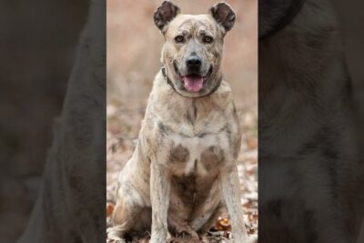 Descubriendo al Cimarrón Uruguayo: Características, Origen y Cuidados de esta Raza Única