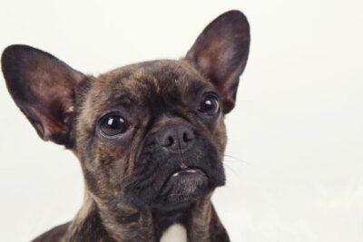 Descubriendo el Bullhuahua: Guía Completa de la Encantadora Mezcla entre Bulldog y Chihuahua