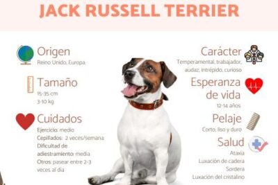 Descubriendo el encanto del Jack Russell Terrier: Todo lo que necesitas saber acerca de esta raza emblemática