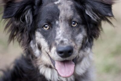 Descubriendo la Raza Canina: Todo lo que Necesitas Saber sobre el Pastor Leonés