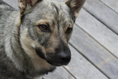 Descubriendo la Raza de Perros Vallhund Sueco: Características, Cuidados y Curiosidades
