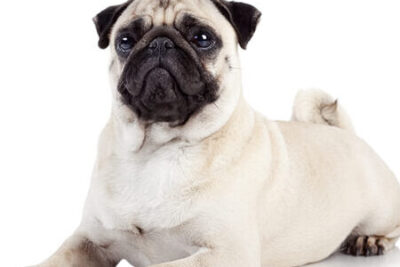 El Carlino o Pug: Una Raza de Perro con Personalidad Única y Mucha Historia para Contar