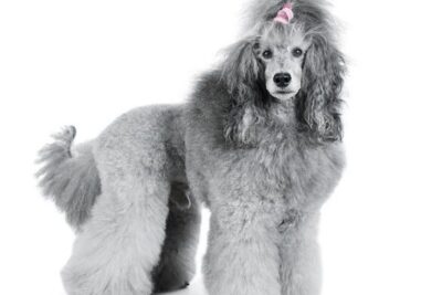 El Majestuoso Caniche Gigante: Descubriendo los Encantos del Poodle Estándar