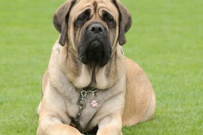 El Majestuoso Mastín Inglés: Todo lo que Necesitas Saber sobre esta Noble Raza Canina