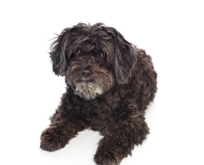 Todo lo que necesitas saber sobre la raza de perro Schnoodle: Características, cuidados y consejos de adiestramiento Todo lo que necesitas saber sobre la raza de perro Schnoodle: Características, cuidados y consejos de adiestramiento